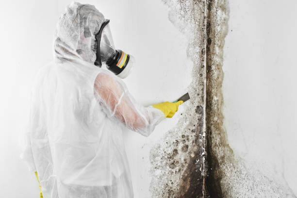 Best Mold Removal Company Near Me  in Tuckahoe, NY