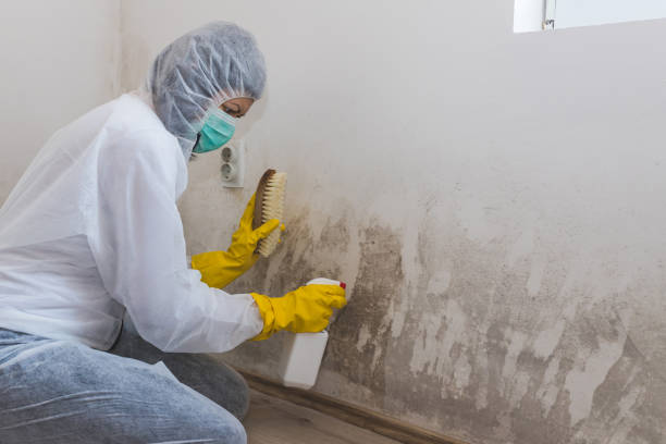 Best Certified Mold Removal  in Tuckahoe, NY