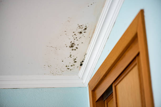 Best Local Mold Removal Service  in Tuckahoe, NY