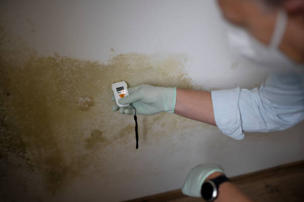 Best Fast Mold Removal  in Tuckahoe, NY